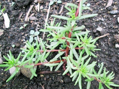 畑に生えた謎の多肉植物 寒冷地でガーデニング 家庭菜園