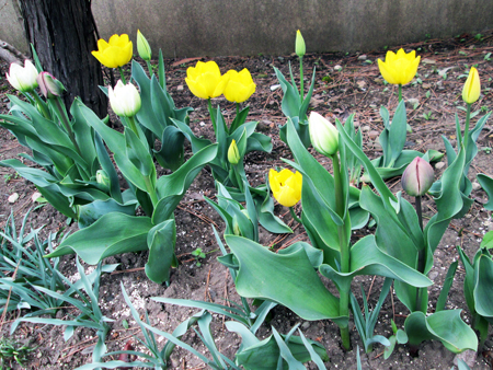 花 秋植え球根 寒冷地でガーデニング 家庭菜園